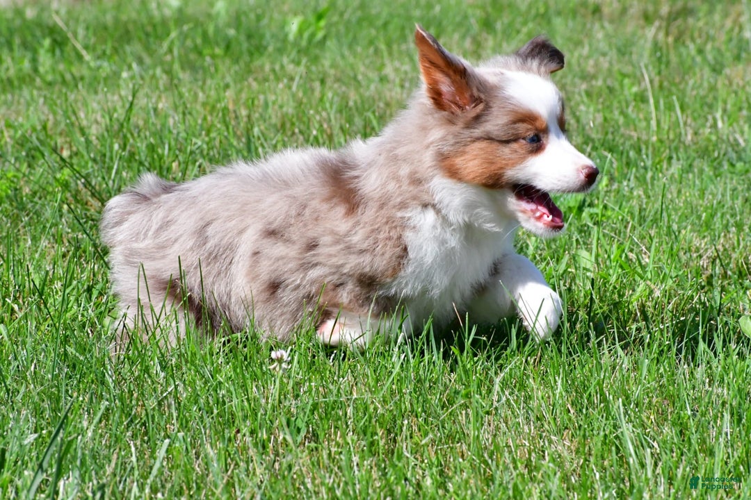 Miniature Australian Shepherd dogs for sale: Noah - Image 7