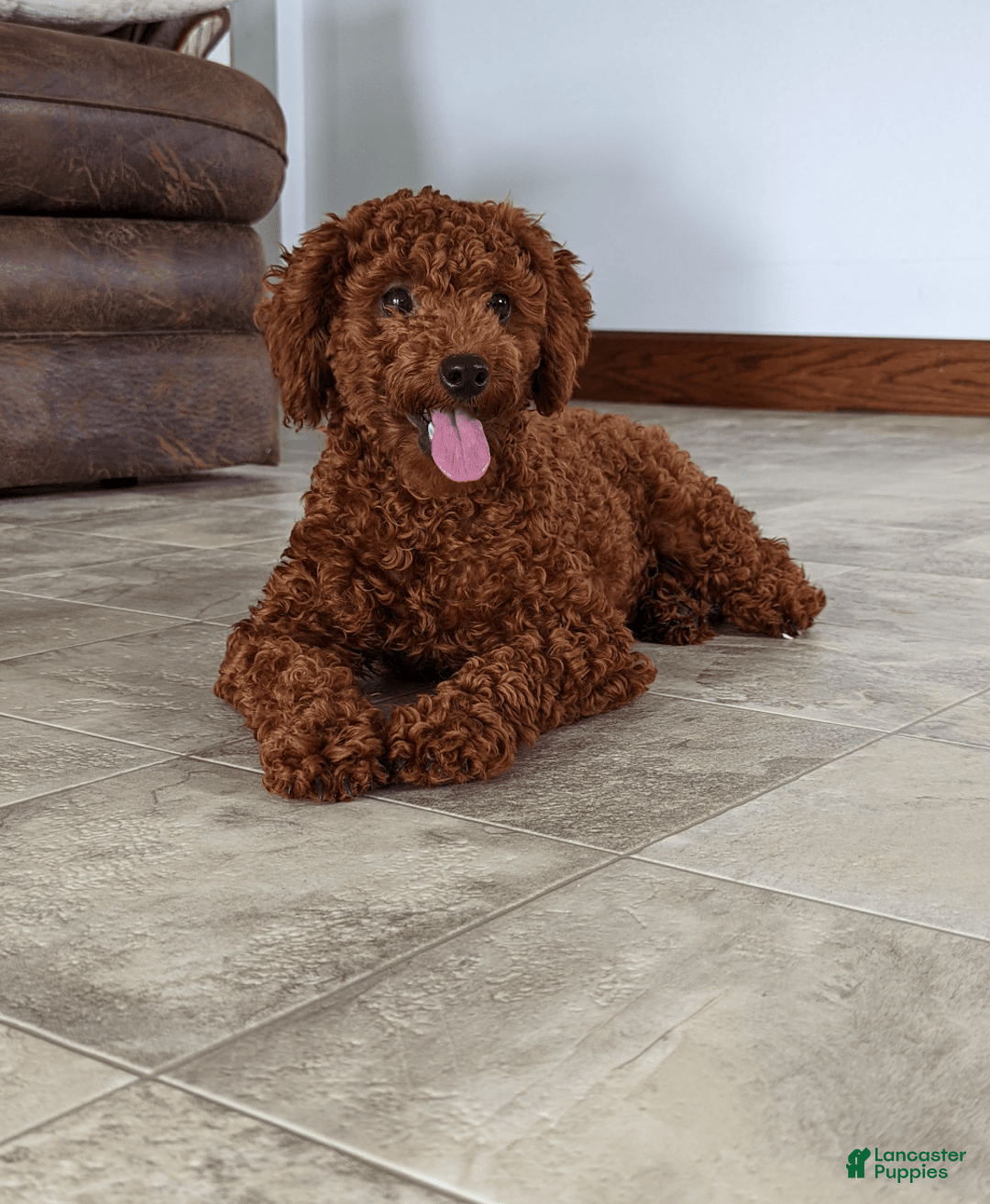 Cavapoo dogs for sale: Toby - Image 16