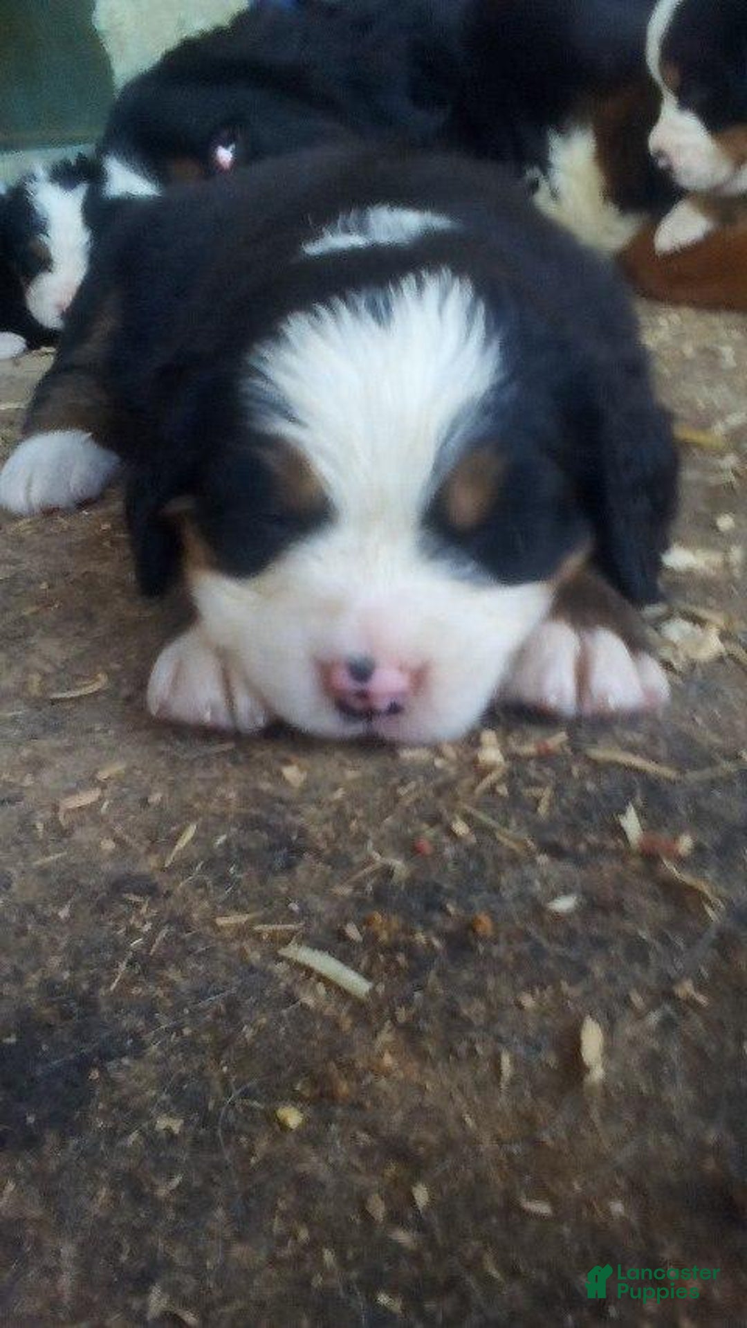 Bernese Mountain Dog dogs for sale: Marshmellow - Image 4