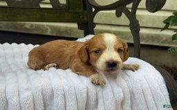 Miniature Dachshund dogs for sale: Dori - Image 2