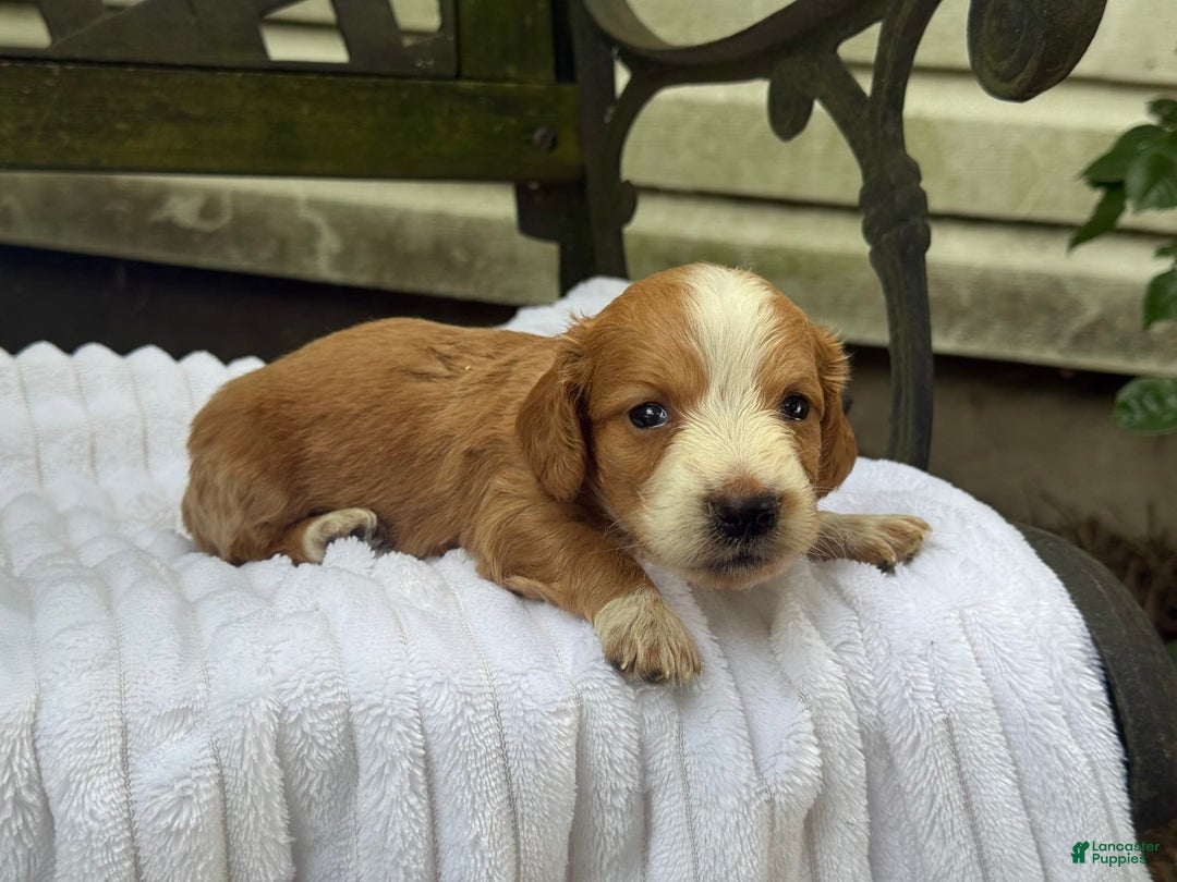 Miniature Dachshund dogs for sale: Dori - Image 2