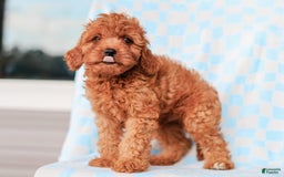 Cavapoo dogs for sale: Brady - Image 1