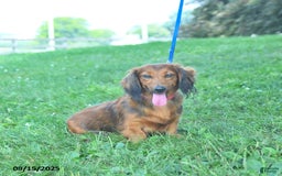 Dachshund dogs for sale: Layla - Image 6