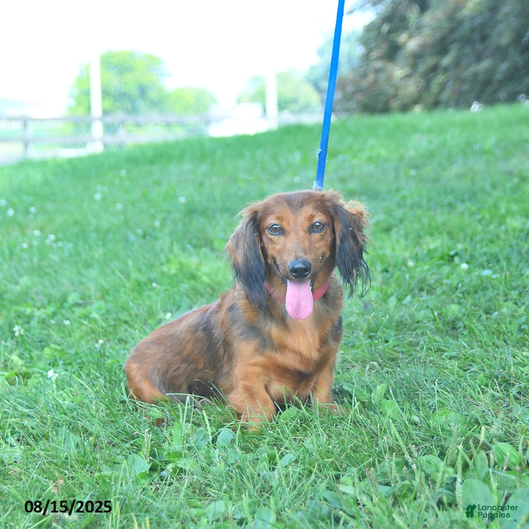 Dachshund dogs for sale: Layla - Image 6