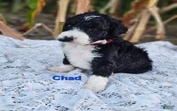 Portuguese Water Dog dogs for sale: Chad - Image 1