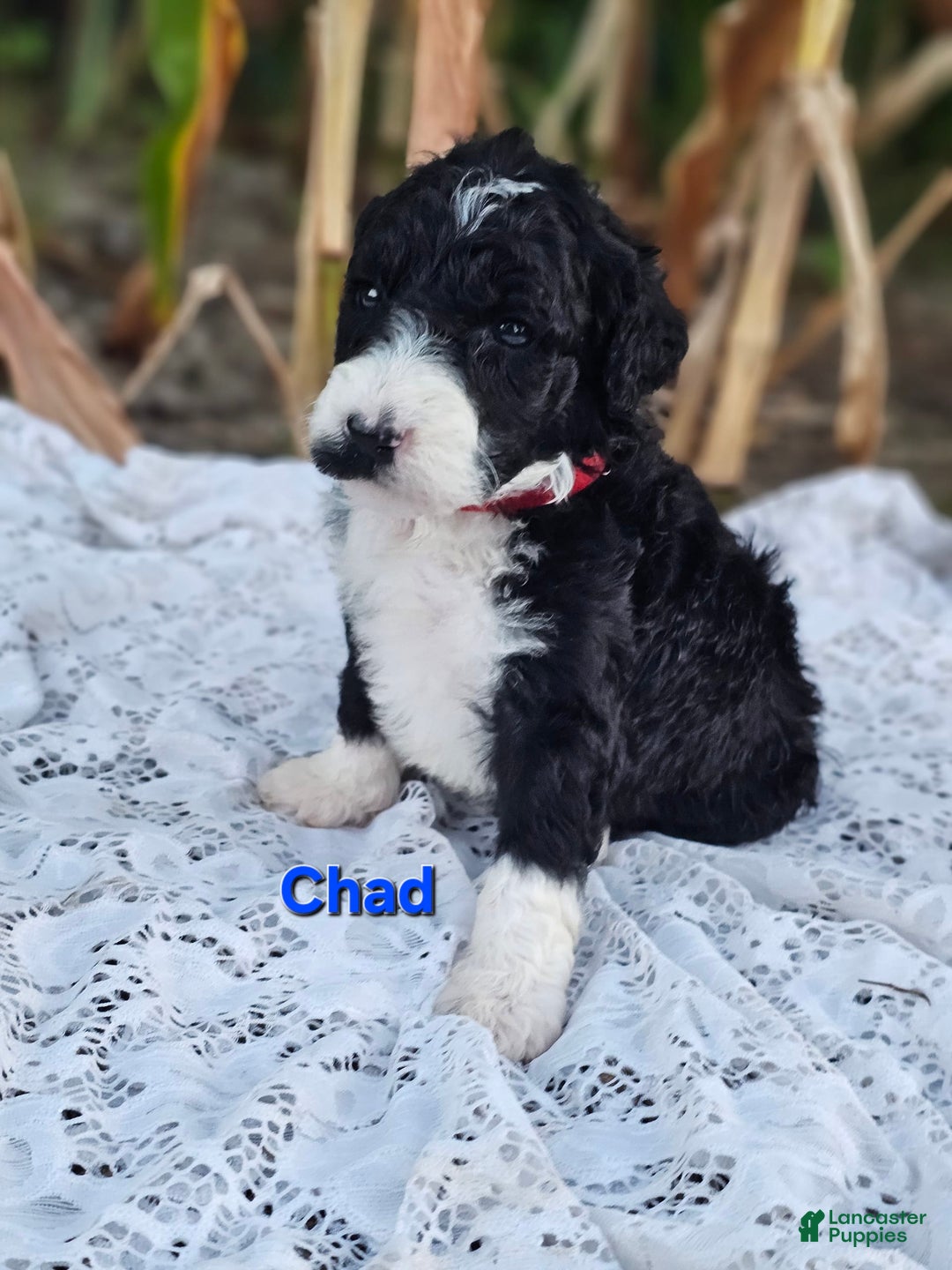 Portuguese Water Dog dogs for sale: Chad - Image 1