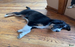 Australian Shepherd dogs for sale: Rufus - Image 2