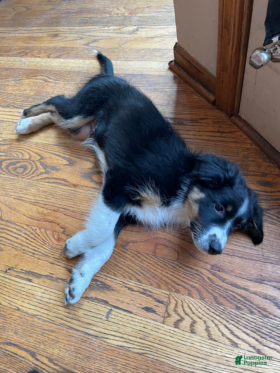 Australian Shepherd dogs for sale: Rufus - Image 2