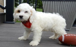Cockapoo dogs for sale: Teddy - Image 2