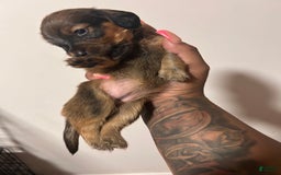 Miniature Dachshund dogs for sale: Hottie - Image 3
