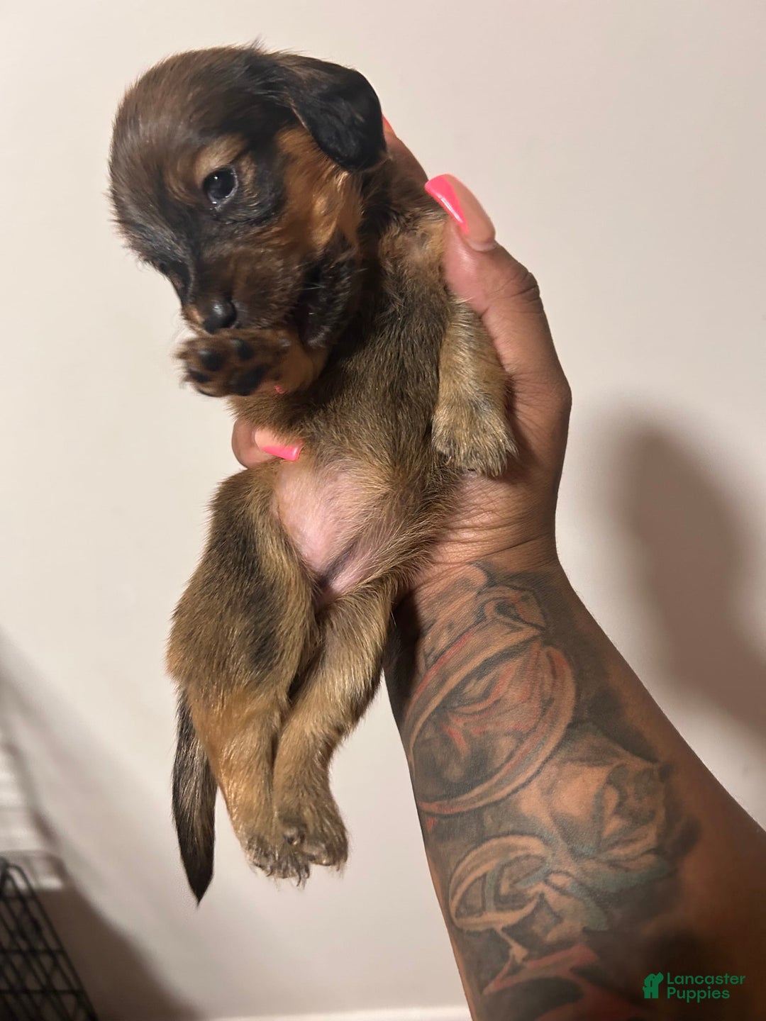 Miniature Dachshund dogs for sale: Hottie - Image 3