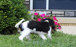 Cavalier King Charles Spaniel dogs for sale: Abby - Image 6
