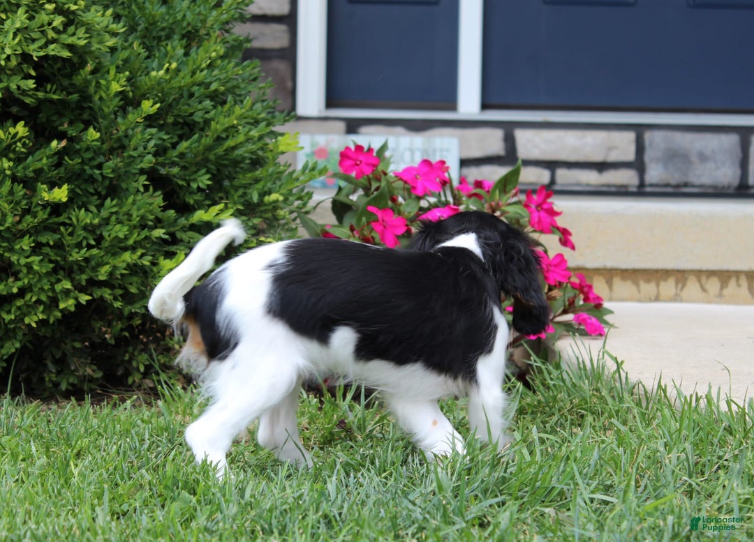 Cavalier King Charles Spaniel dogs for sale: Abby - Image 6
