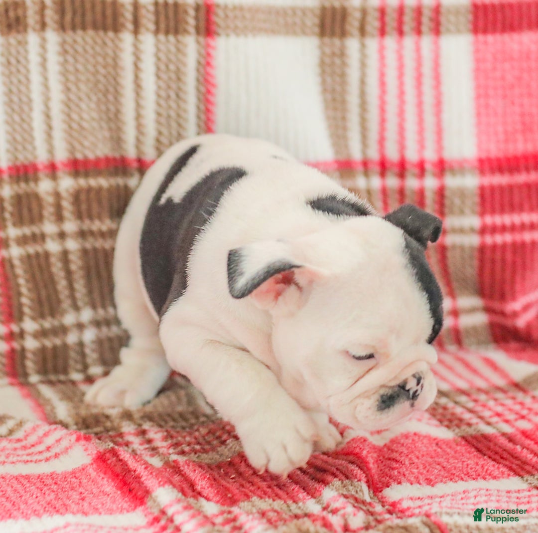 English Bulldog dogs for sale: Max - Image 3
