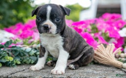 Boston Terrier dogs for sale: Max - Image 2