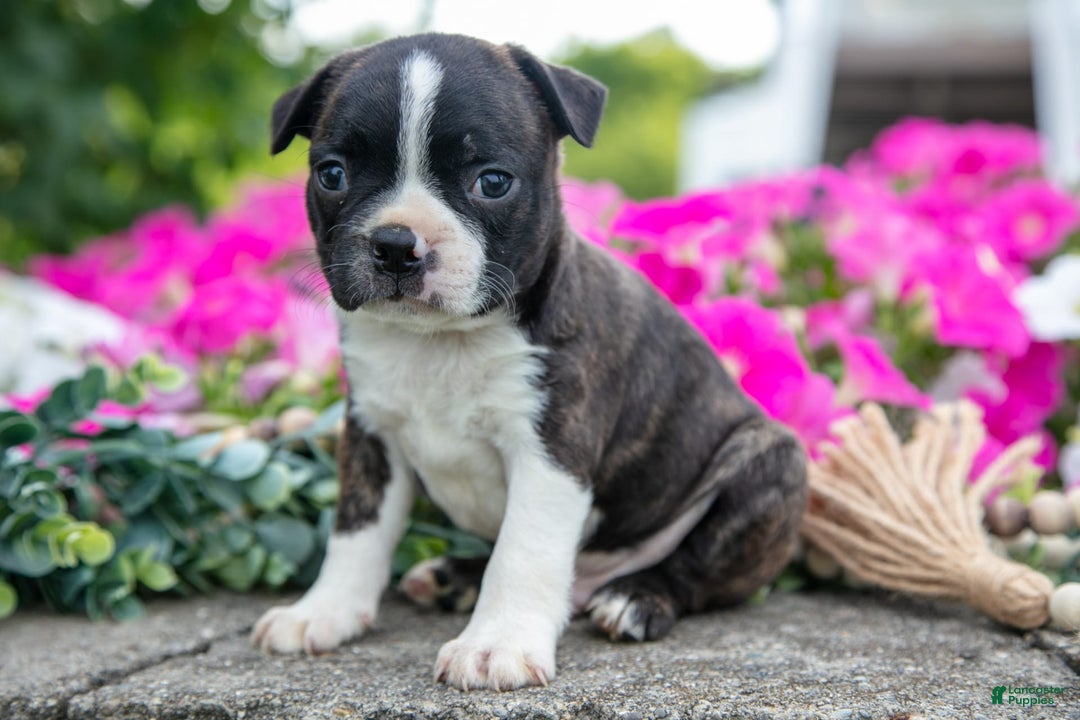 Boston Terrier dogs for sale: Max - Image 2
