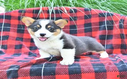 Welsh Corgi Pembroke dogs for sale: Major - Image 2