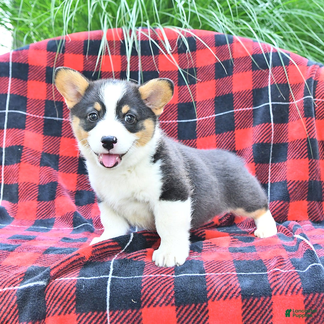 Welsh Corgi Pembroke dogs for sale: Major - Image 2