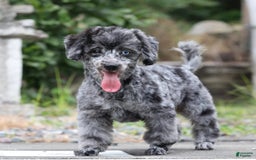 Havapoo dogs for sale: Poppy - Image 19