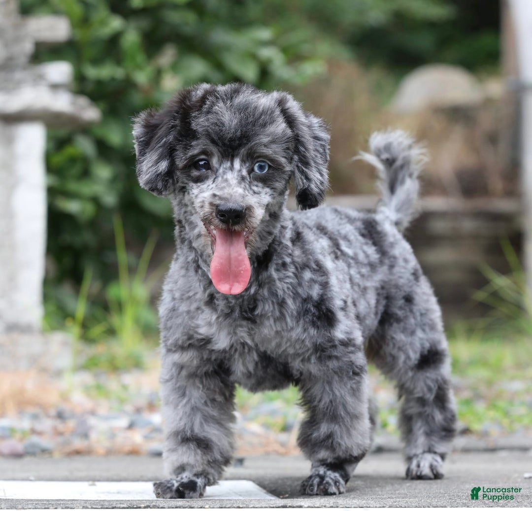Havapoo dogs for sale: Poppy - Image 19
