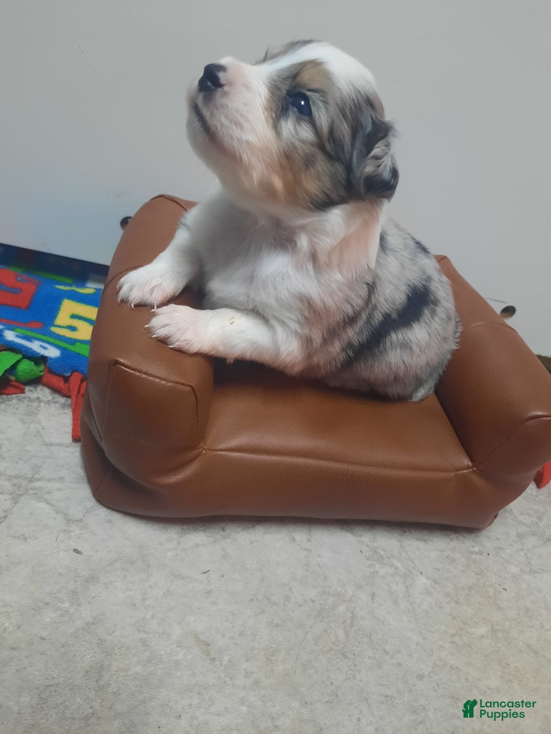 Miniature Australian Shepherd dogs for sale: Puff - Image 7
