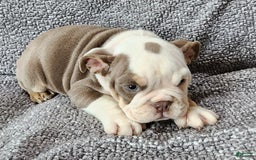 English Bulldog dogs for sale: Gatski - Image 4