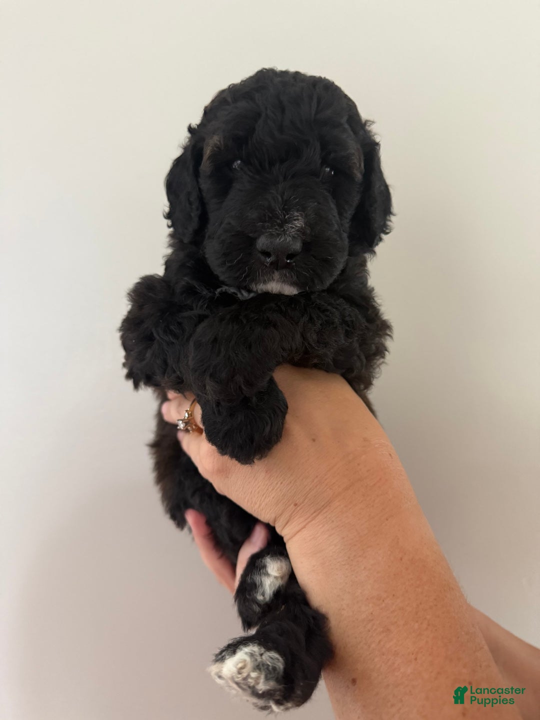 Bernedoodle dogs for sale: White Collar Boy - Image 3