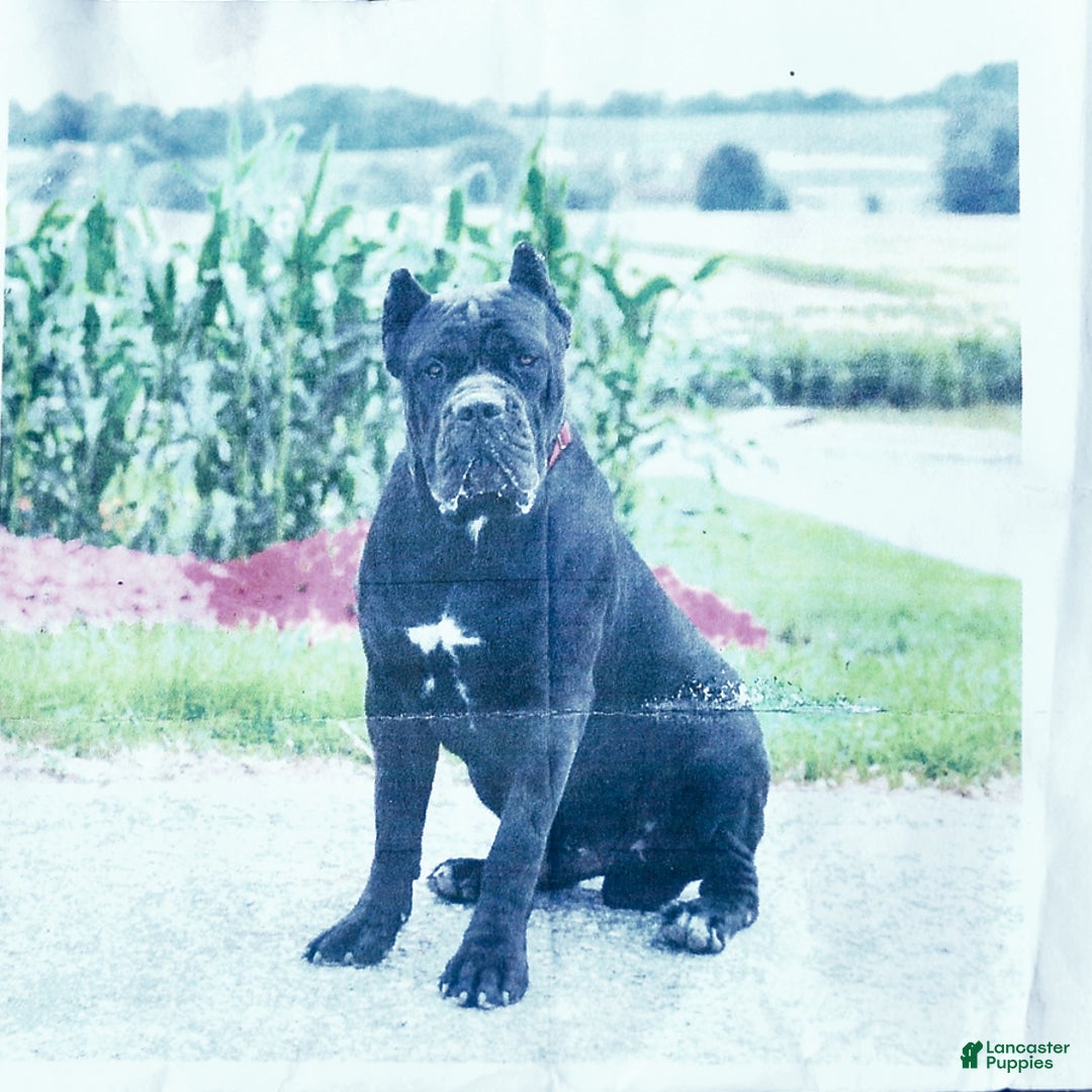 Cane Corso dogs for sale: Rosa - Image 10