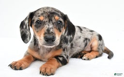 Miniature Dachshund dogs for sale: Jill - Image 1