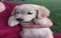 Golden Retriever dogs for sale: Prairie - Image 3
