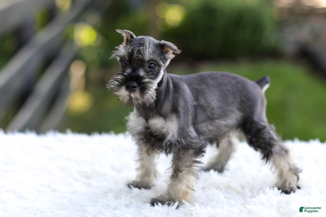 Miniature Schnauzer dogs for sale: Asher - Image 4