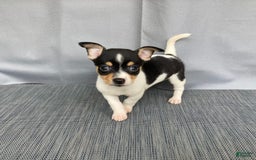 Chihuahua dogs for sale: Miles - Image 9