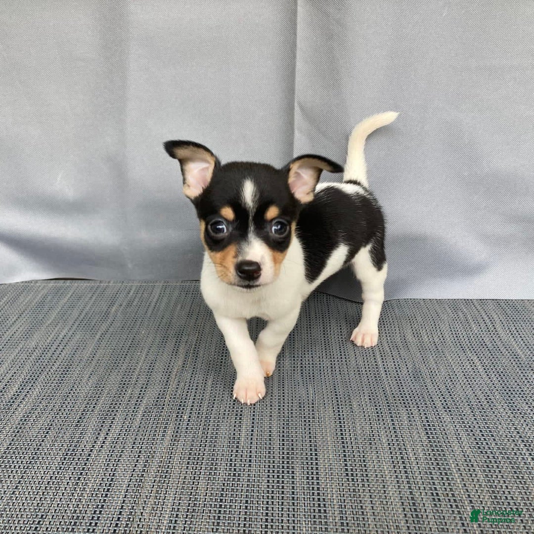 Chihuahua dogs for sale: Miles - Image 9