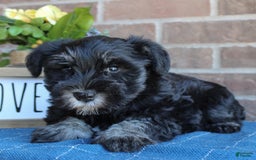 Miniature Schnauzer dogs for sale: Molly - Image 1