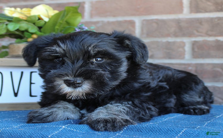 Miniature Schnauzer dogs for sale - Ad 3