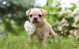 French Bulldog dogs for sale: Margo - Image 2