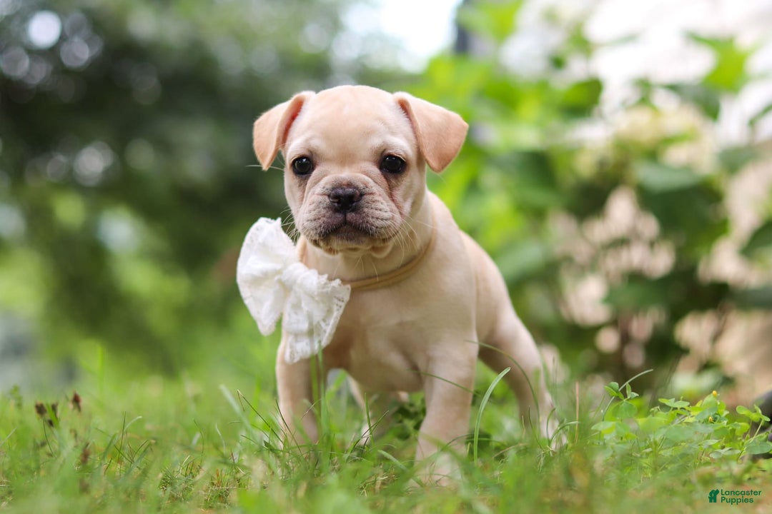 French Bulldog dogs for sale: Margo - Image 2