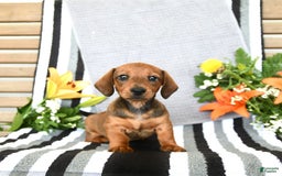 Miniature Dachshund dogs for sale: Patrick - Image 5