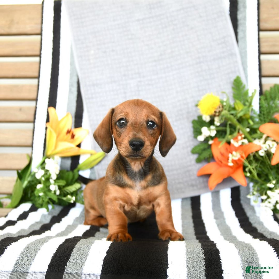 Miniature Dachshund dogs for sale: Patrick - Image 5
