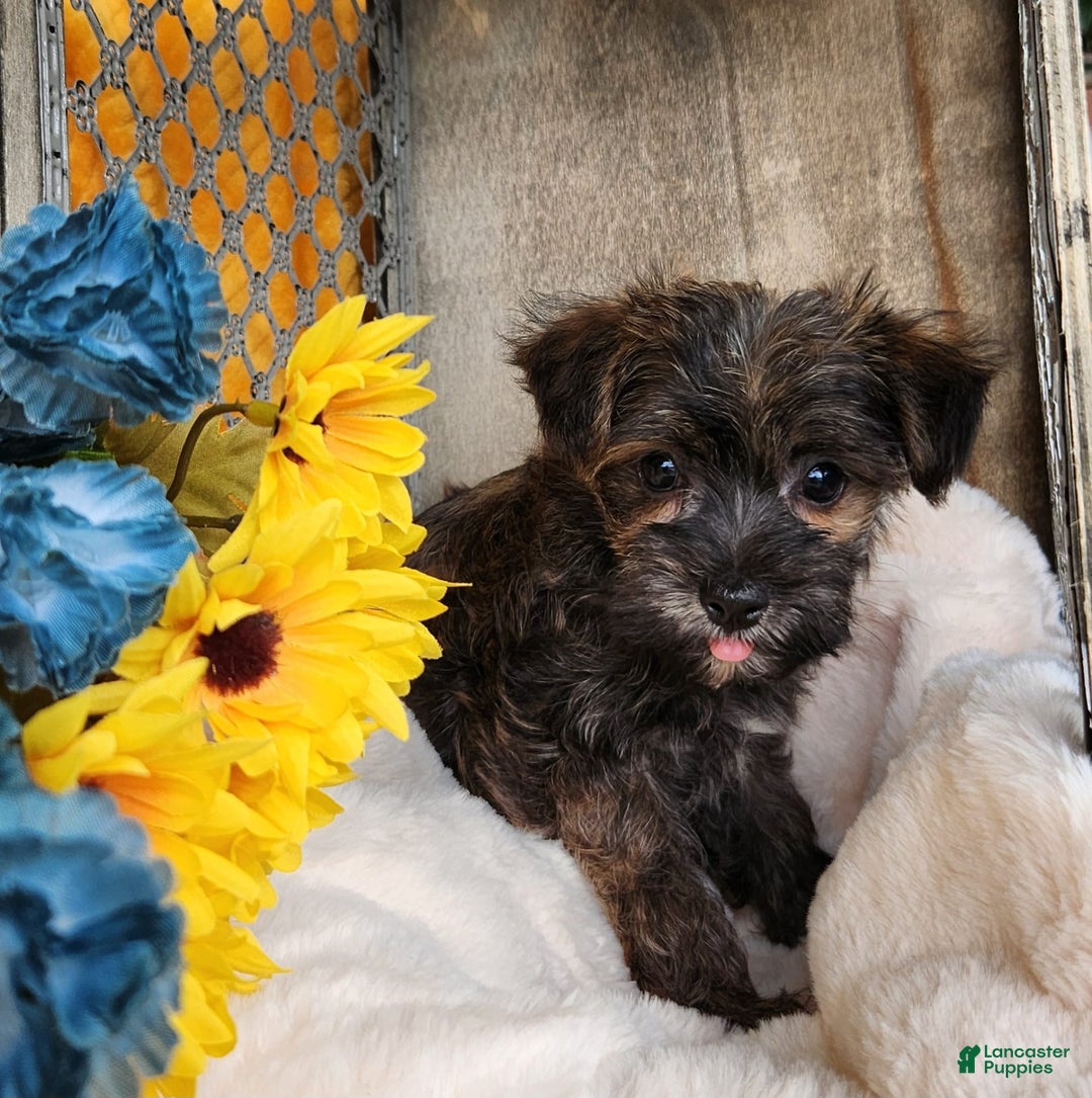 Morkie dogs for sale: Bandit - Image 7