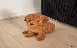 Toy Poodle dogs for sale: Teddy - Image 1