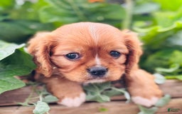 Cavalier King Charles Spaniel dogs for sale: Ruby - Image 1