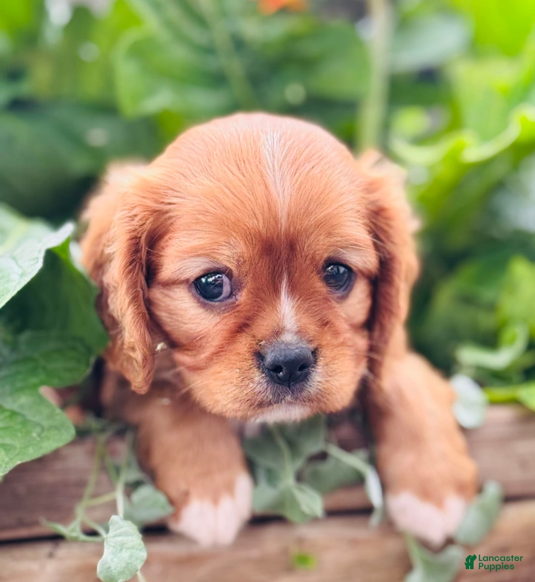 Cavalier King Charles Spaniel dogs for sale: Ruby - Image 1