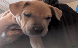 American Pit Bull Terrier dogs for sale: Ham Samy - Image 8