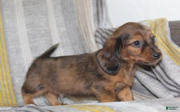 Miniature Dachshund dogs for sale: Zero - Image 7