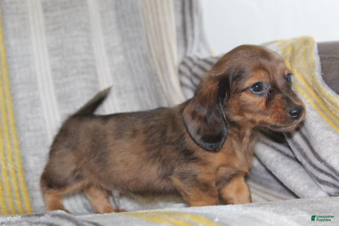 Miniature Dachshund dogs for sale: Zero - Image 7