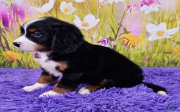 Miniature Bernese Mountain Dog dogs for sale: Alpine - Image 1
