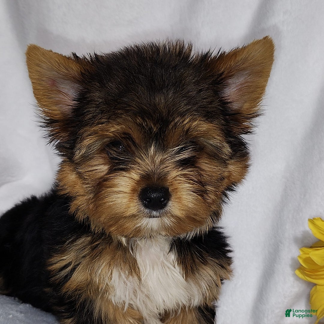 Yorkshire Terrier dogs for sale: Sheldon - Image 2