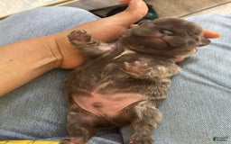 French Bulldog dogs for sale: Rock - Image 3