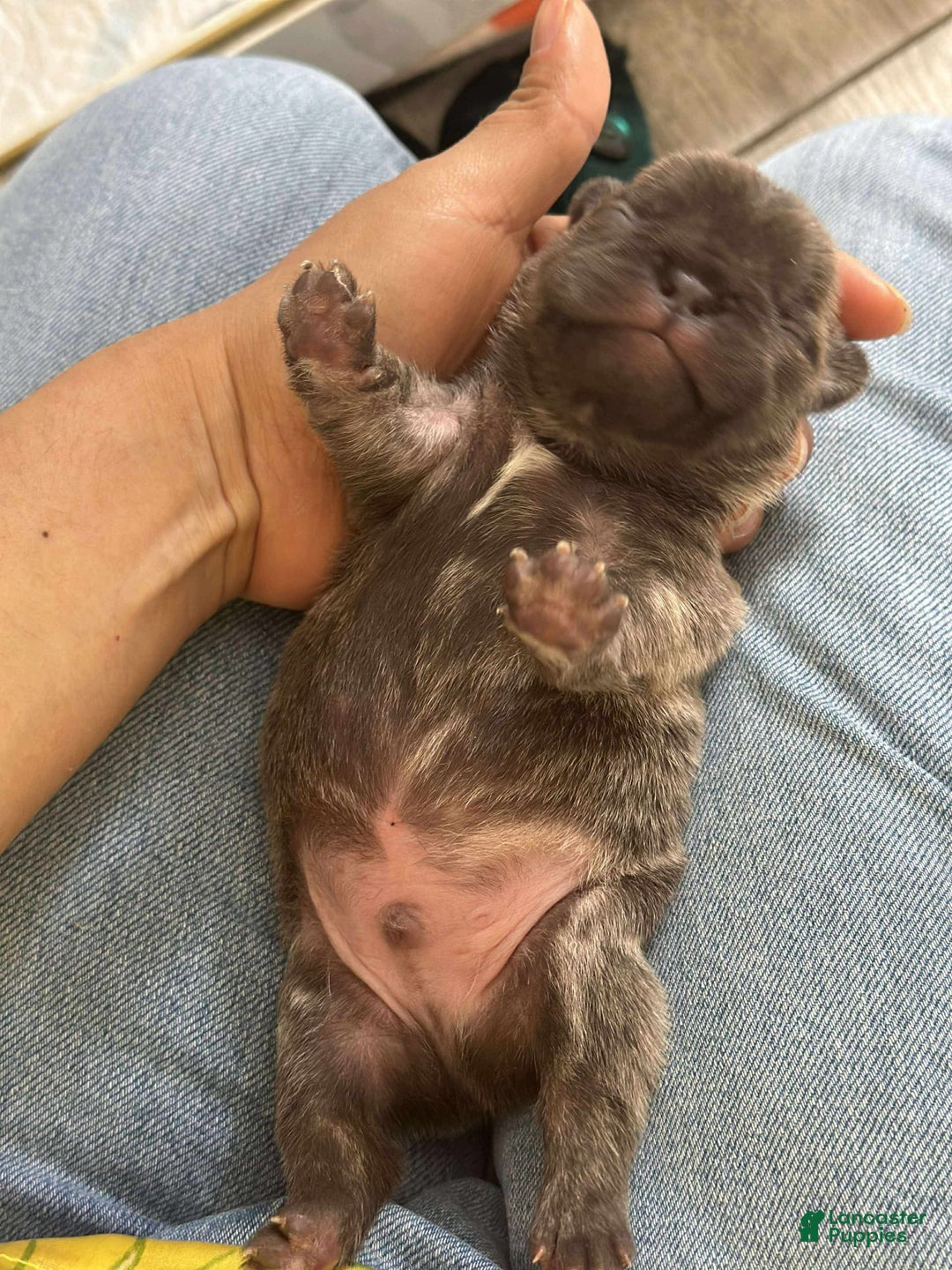 French Bulldog dogs for sale: Rock - Image 3